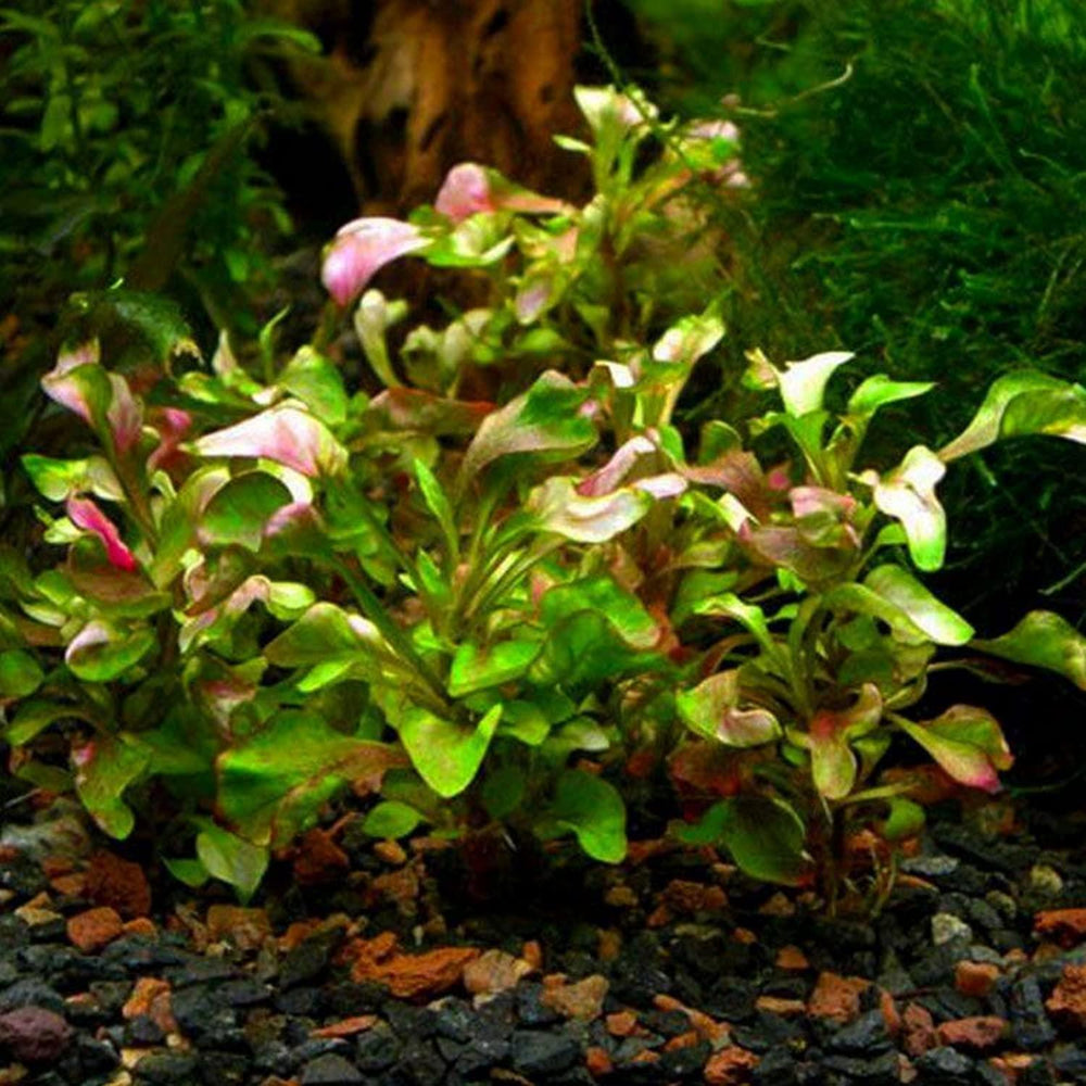 Alternanthera Bettzickiana Green Pot Plant