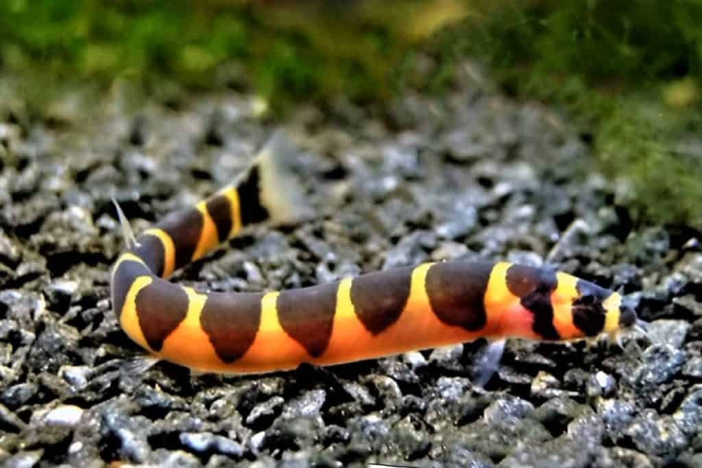 Loach fish care best sale