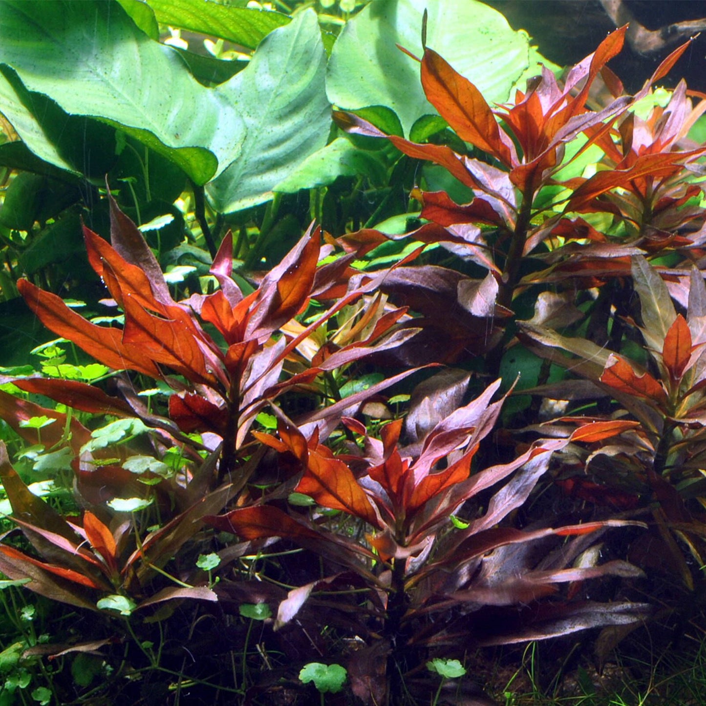 Ludwigia Glandulosa Pot Plant