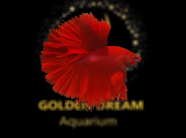 HALFMOON RED BETTA GOLDEN DREAM AQUARIUM