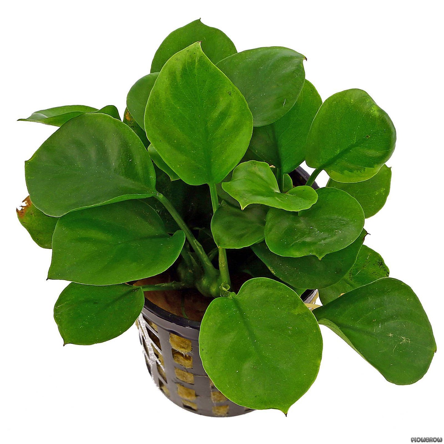 Anubias Pot Plant