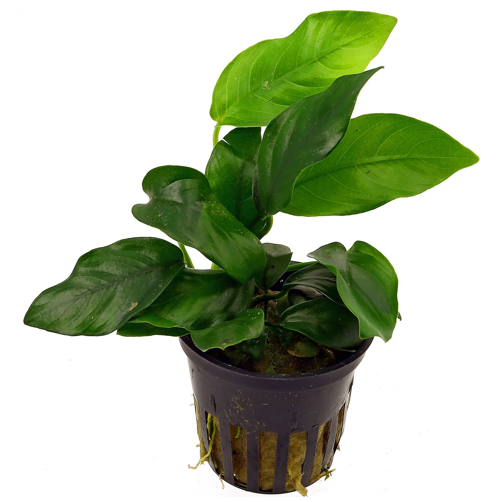 Anubias Barteri Var.Nana Pot Plant – GOLDEN DREAM AQUARIUM