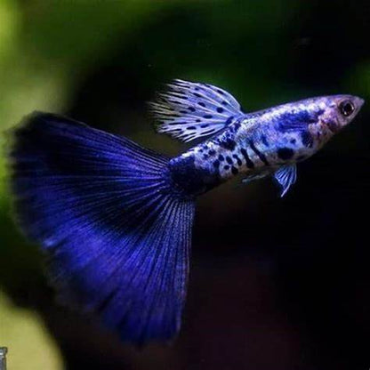 GALAXY BLUE TAIL SPECIAL GUPPY PAIR