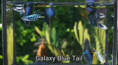 GALAXY BLUE TAIL SPECIAL GUPPY PAIR