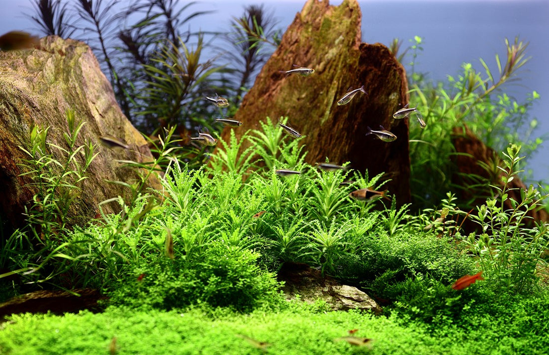 Aquarium Plant Basics