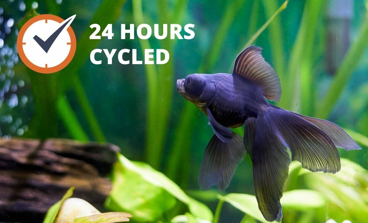 Cycling 2024 goldfish tank