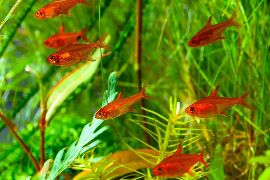 Ember Tetra: Ideal Schooling Fish