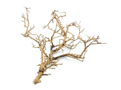 TINY RAMOUS WOOD 20-50cm