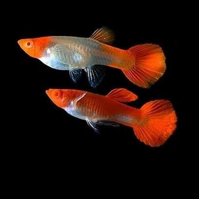 KOI GUPPY PAIR