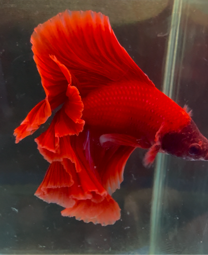 FULLMOON RED BETTA