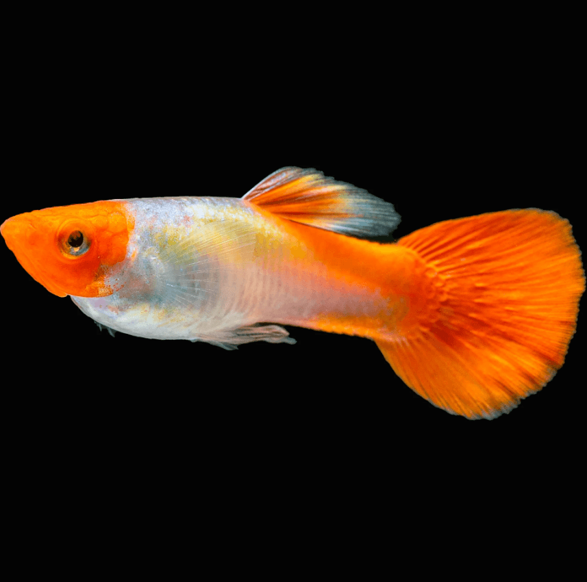 KOI GUPPY MALE