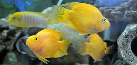 PARROT FISH 6-8cm