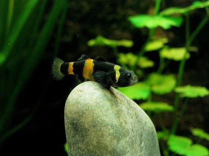 BUMBLEBEE GOBY