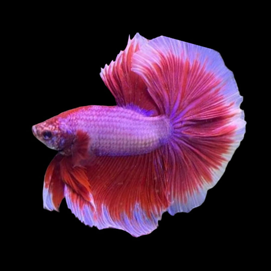 HALFMOON BUTTERFLY RED BETTA