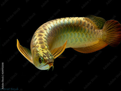 24K GOLD AROWANA FISH