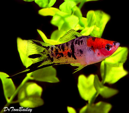 SWORD TAIL FISH MIX