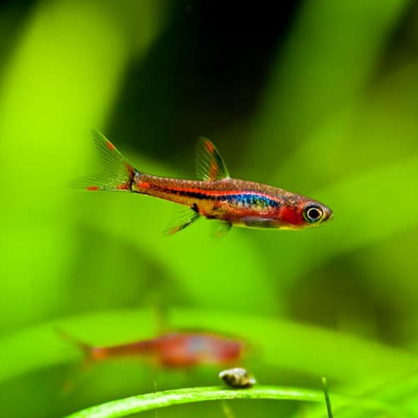 DWARF CHILLI RASBORA