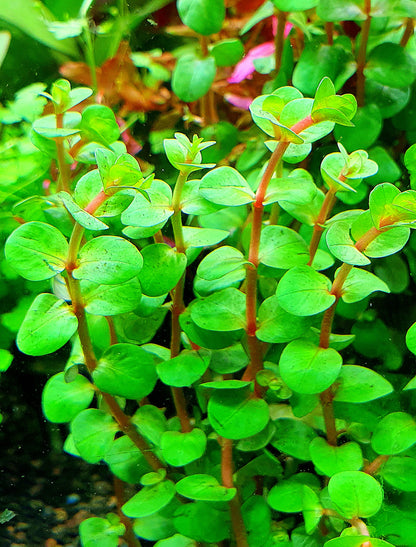 ROTALA BLOOD RED POT PLANT