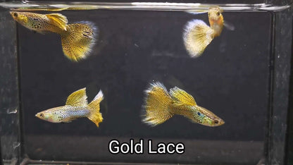 GOLD LACE SPECIAL GUPPY PAIR