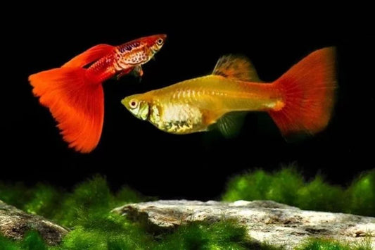 ALBINO GALAXY RED TAIL SPECIAL GUPPY PAIR