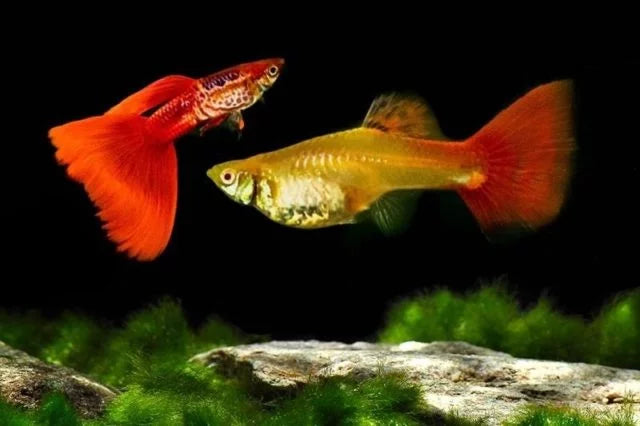 ALBINO GALAXY RED TAIL SPECIAL GUPPY PAIR