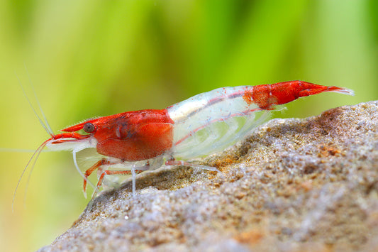 RED RILI SHRIMPS 1.5cm