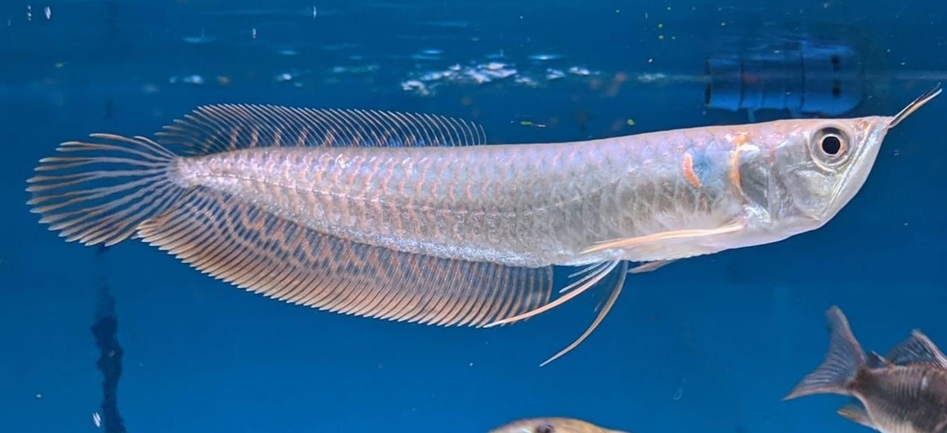 SILVER AROWANA SMALL