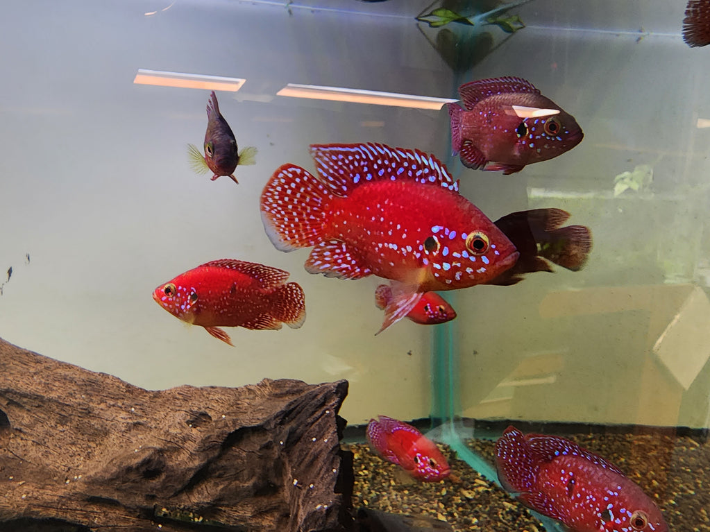 BALOON JEWEL CICHLIDS