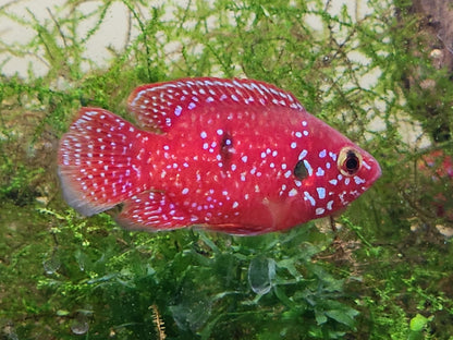 BALOON JEWEL CICHLIDS