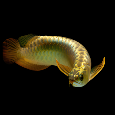 24k Gold Arowana UAE