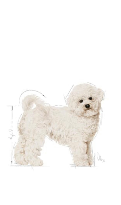 ROYAL CANIN BICHON FRISE ADULT 1.5KG