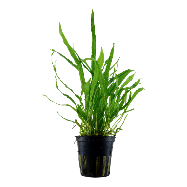 TROPICA MICROSORUM NARROW