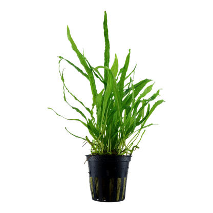 TROPICA MICROSORUM NARROW