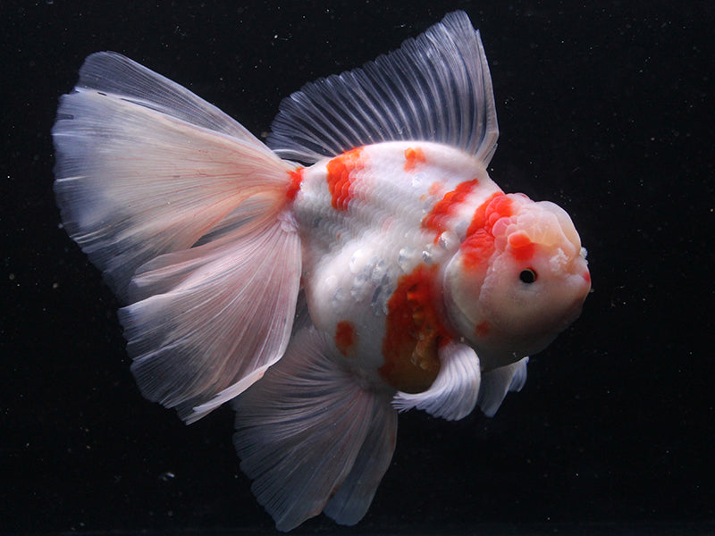 ORANDA MIX 12-15cm