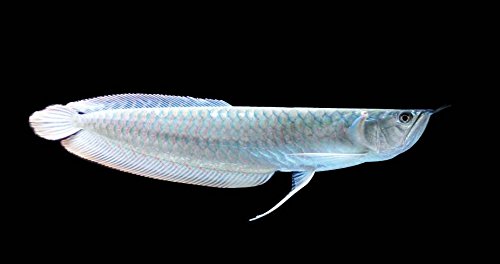 SILVER AROWANA SMALL