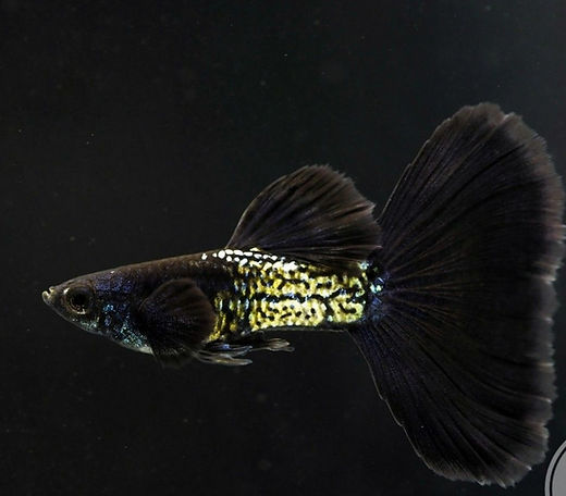 METAL BLACK SPECIAL GUPPY PAIR