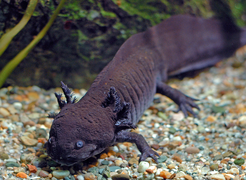 AXOLOTL