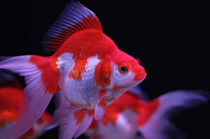 RYUKIN GOLDFISH