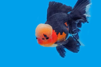 ORANDA Fish mix 8cm