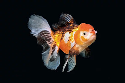 ORANDA Fish mix 8cm