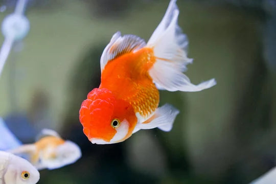 ORANDA Fish mix 8cm