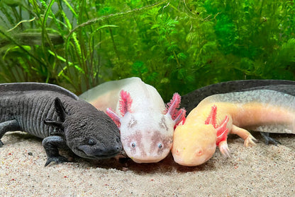 AXOLOTL