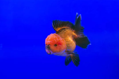 ORANDA Fish mix 8cm