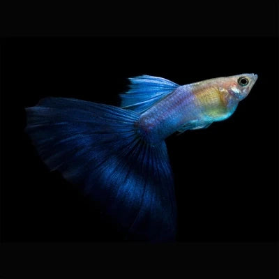 CORAL BLUE TAIL SPECIAL GUPPY PAIR