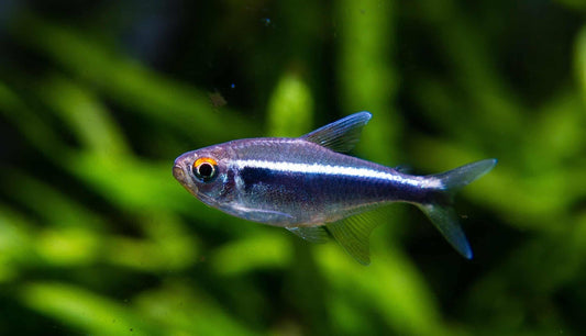 BLACK NEON TETRA 2CM