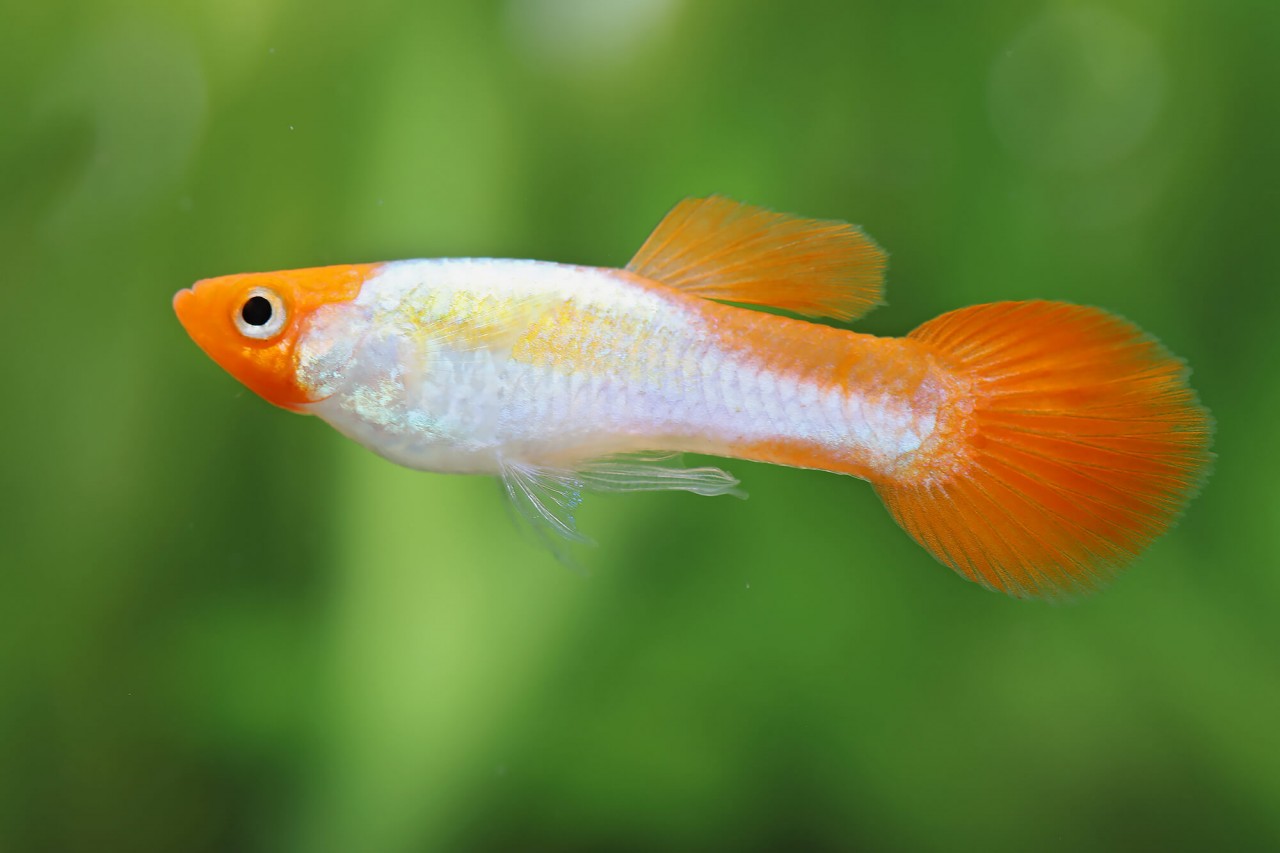 KOI GUPPY MALE