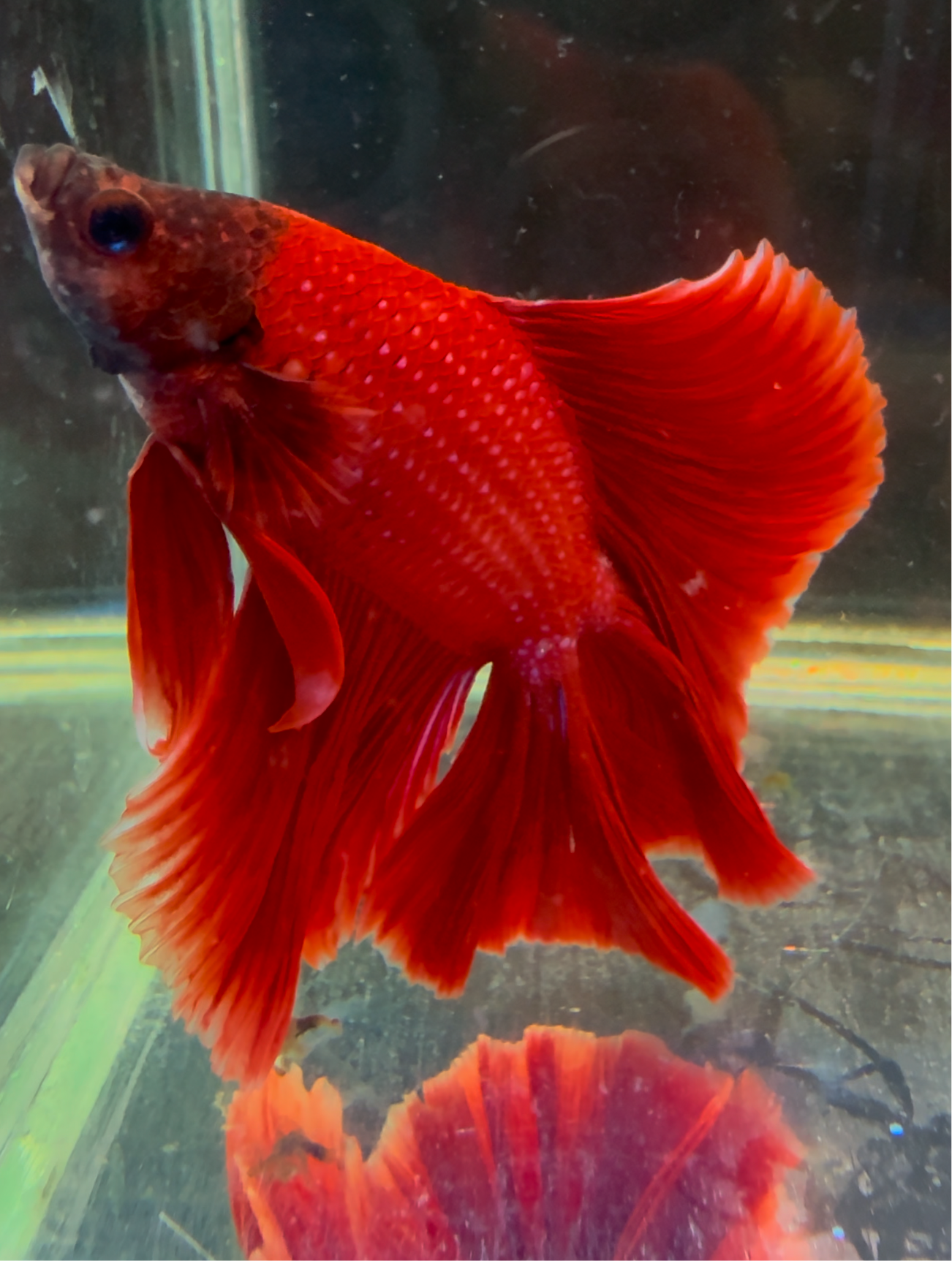 FULLMOON RED BETTA