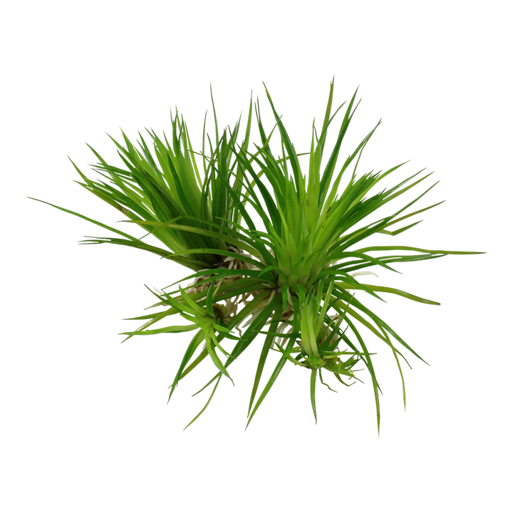 TROPICA ERIOCAULON CINEREUM