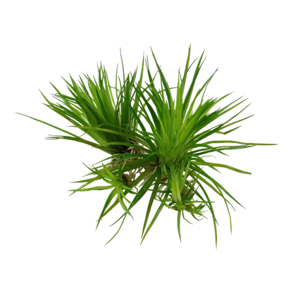 TROPICA ERIOCAULON CINEREUM