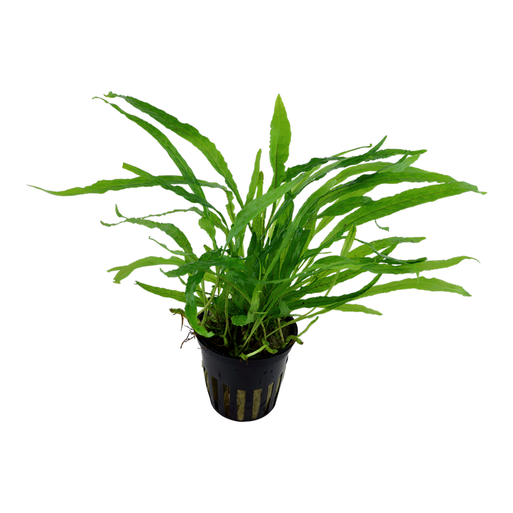 TROPICA MICROSORUM NARROW